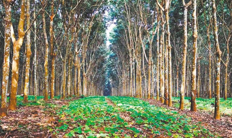 质量发展产业调研】林下生金不朽情缘平台登录网页【高(图2)